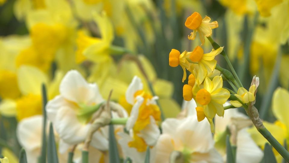 ����� 12 ����� ������� �������� ��������� ����������� � ��������