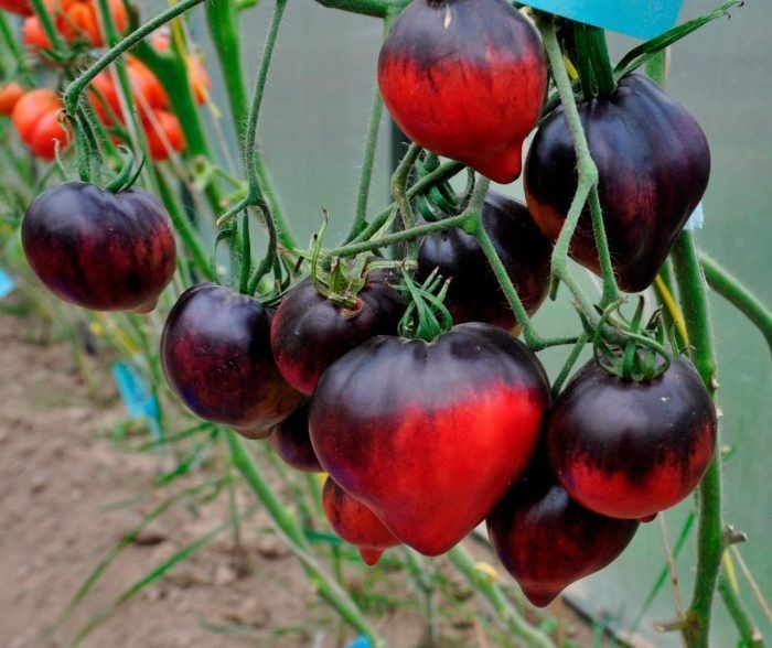 ����� �������� ����: ��������� ����� ��� ��������