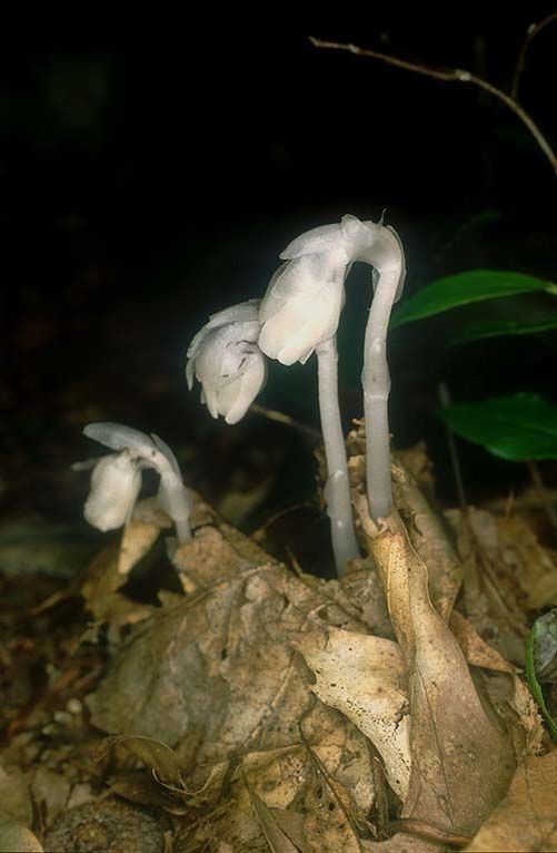 ������ ���� ����: ���������� ���������� ������������� � ��� ���