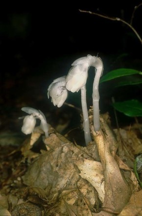 ������ ���� ����: ���������� ���������� ������������� � ��� ���