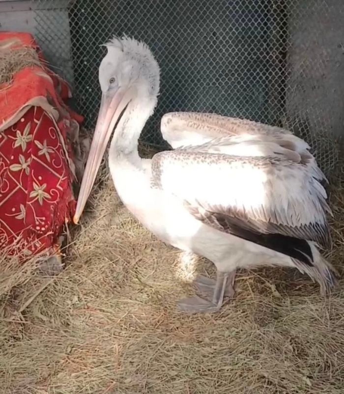 ��������� �������� ��������� ������������� ������������� �� �������� �� ������� ����������������