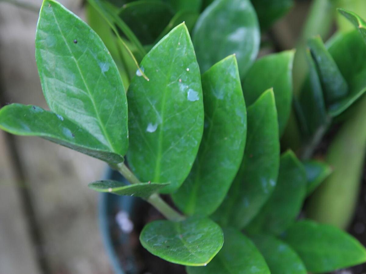 Замиокулькас в вашем доме: ведьма на счастье или символ одиночества?