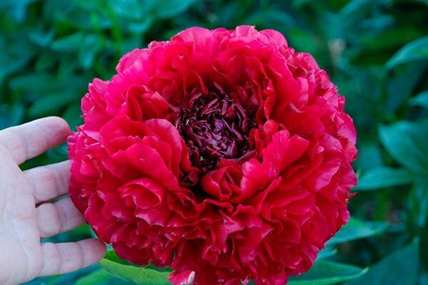 ���� ����� �������: ������, ������� ������� ����� ���