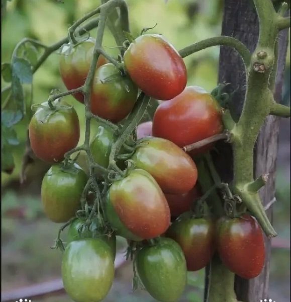 Томат Казачка: секреты успешного выращивания и неповторимый вкус