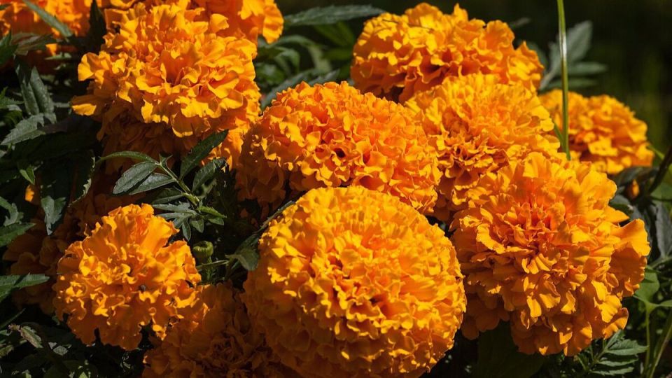 ����� ������ ��������: ������ ��� ���� � ����