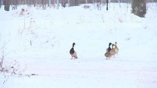 � ����� ������-�������� �� ���� ������ ��� �� ������ ��� ������ ����