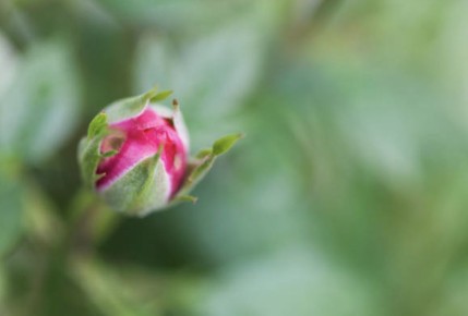 ������ ���� ���� �� ������: �������� ������� � �������