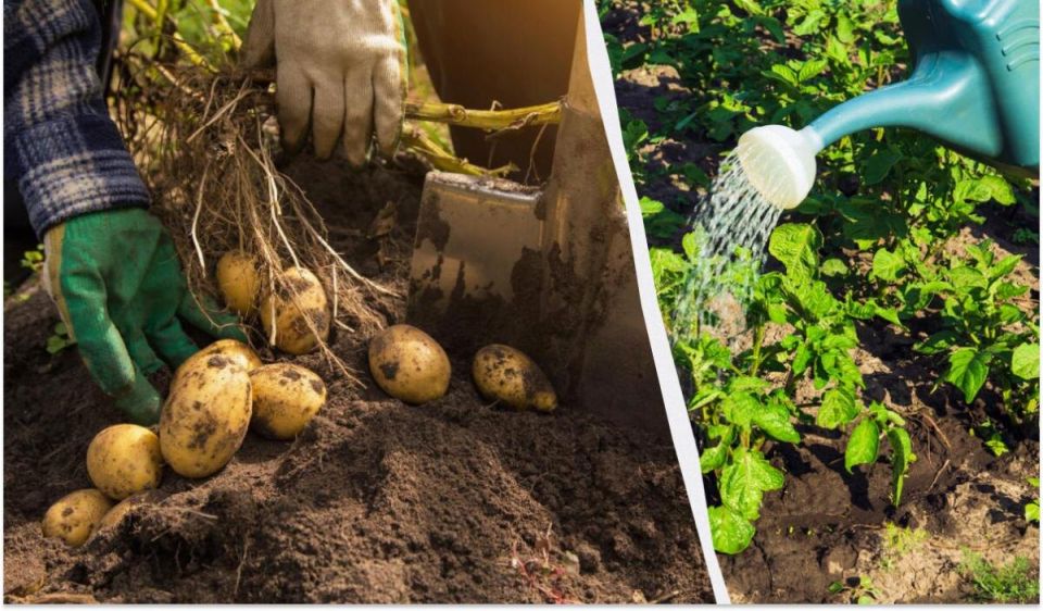 ��� �������� ����������� ���������: ��������� � ����