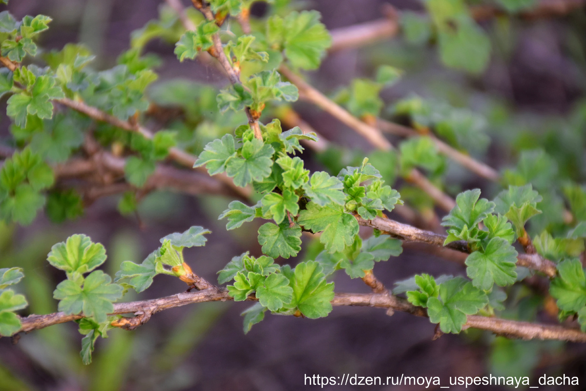 Как весеннее удобрение крыжовника способствует богатому урожаю