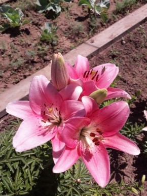 ���� �� ������� ����� ��������: �������� ���� ��� ��������� ������