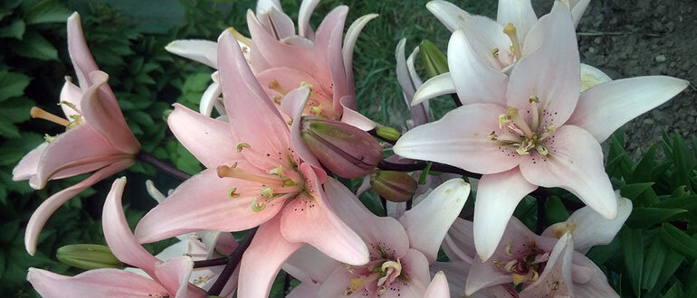 Секреты безупречного ухода за лилиями, которыми стоит поделиться