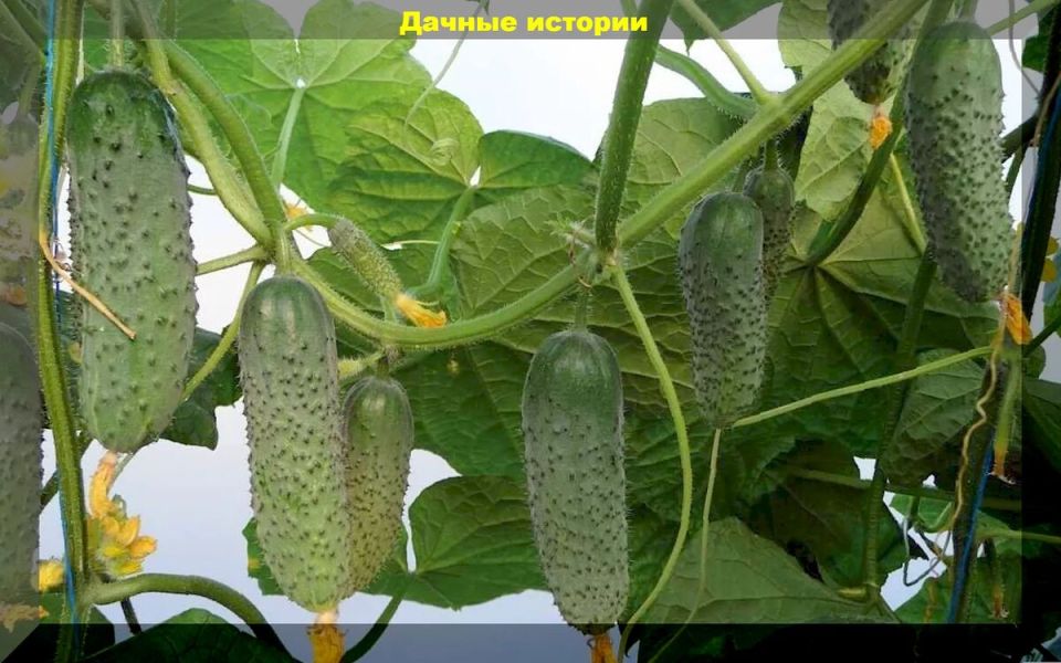 ��� �������� ������������ �������: ������ �� ����� � ����������