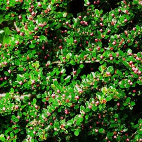 ��� ������� ����� ��������: ��� �������� ��� ���������� ���������� �������