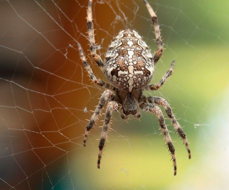 ����������: ������������ ��� ������������