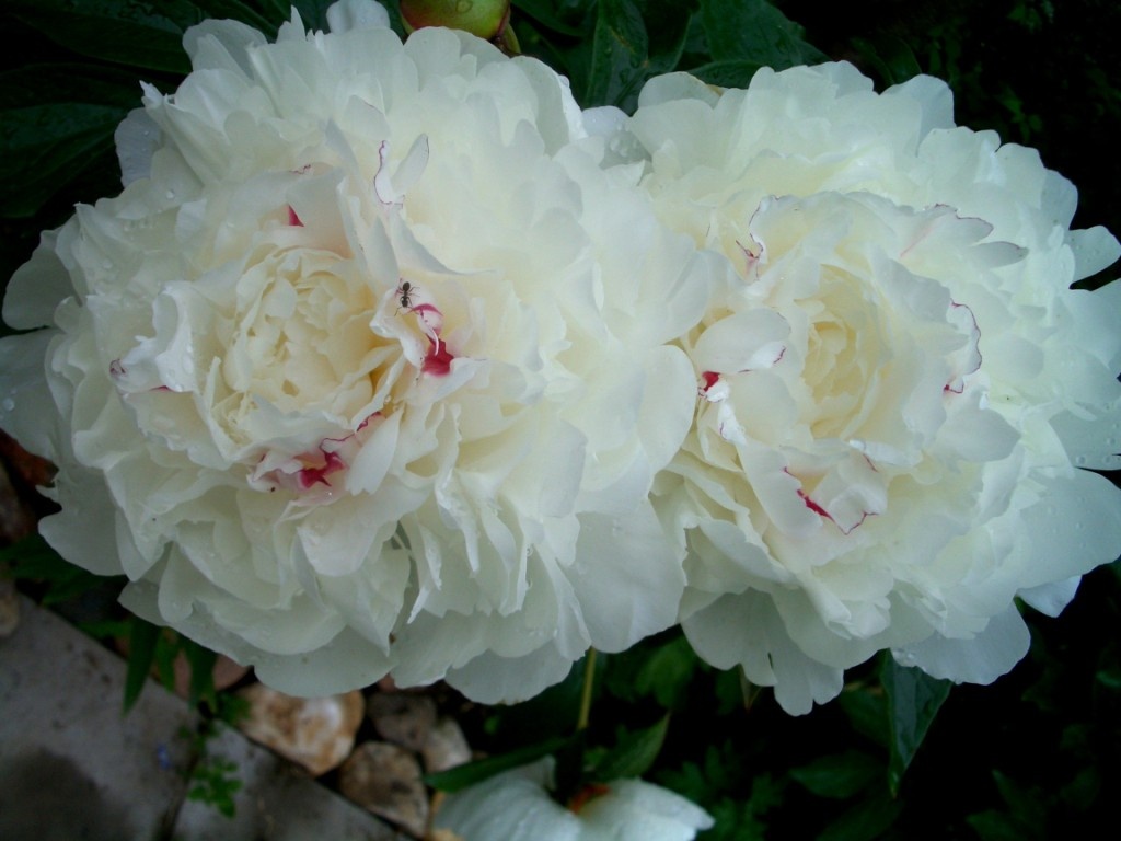 Ароматы весны: 10 лучших сортов пионов для вашего сада