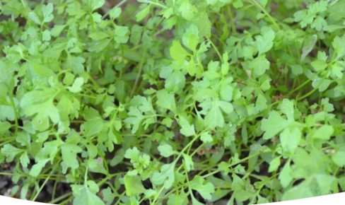 Как вырастить руколу и кресс-салат: секреты успеха на грядках и подоконнике