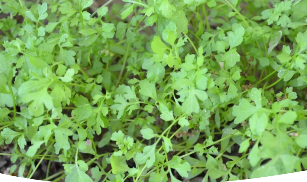 Как вырастить руколу и кресс-салат: секреты успеха на грядках и подоконнике