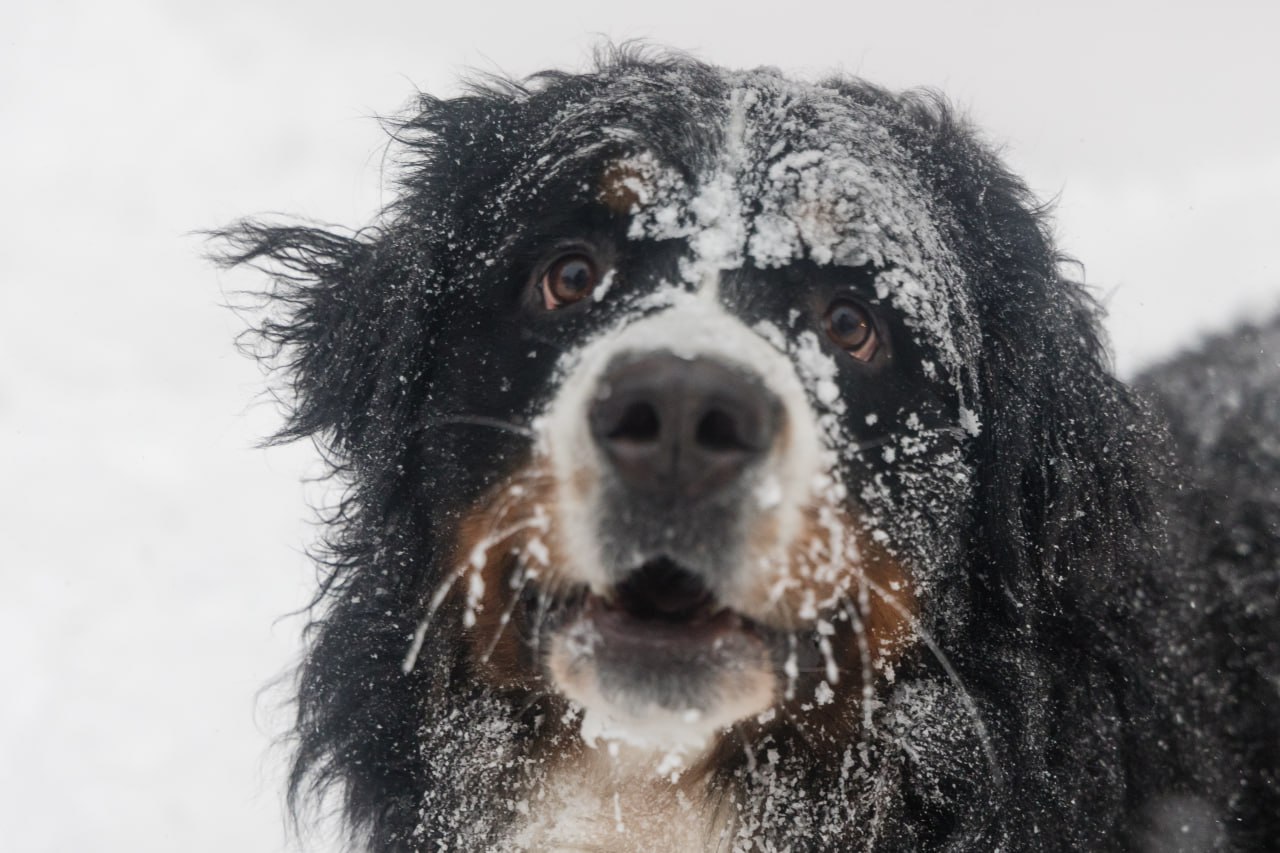 На Масленицу в Волгограде будет морозно и очень скользко