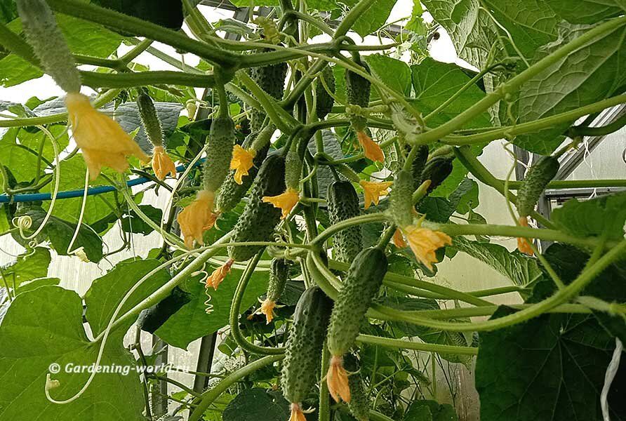 ��������� ������ �������: ������, ������� ������������� ��������