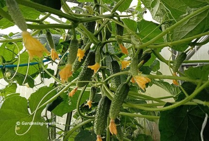 ��������� ������ �������: ������, ������� ������������� ��������