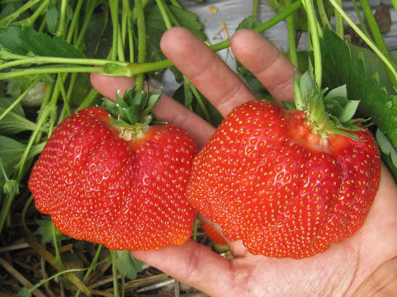 Топ сортов клубники: что выбрать для вашего сада