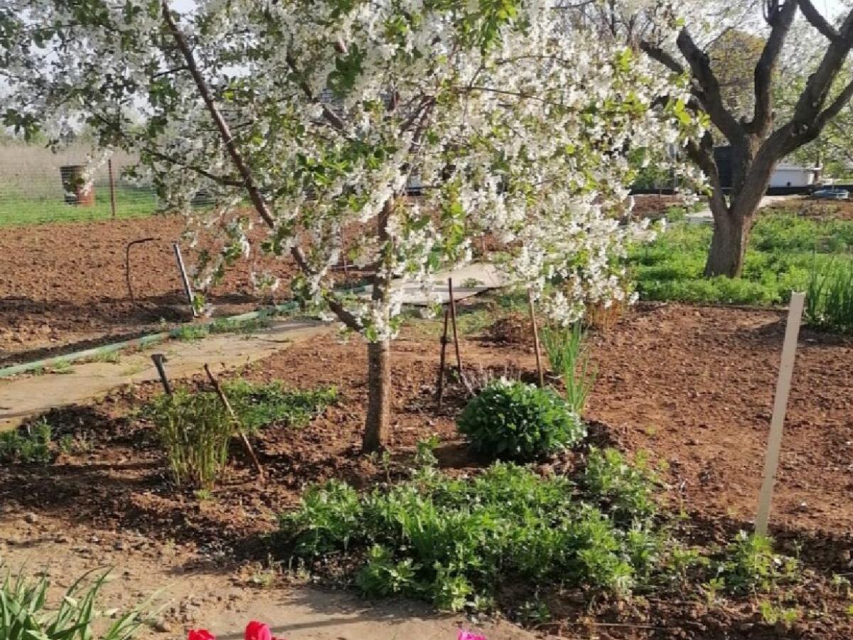 Как деревья могут спасти ваш участок от затопления