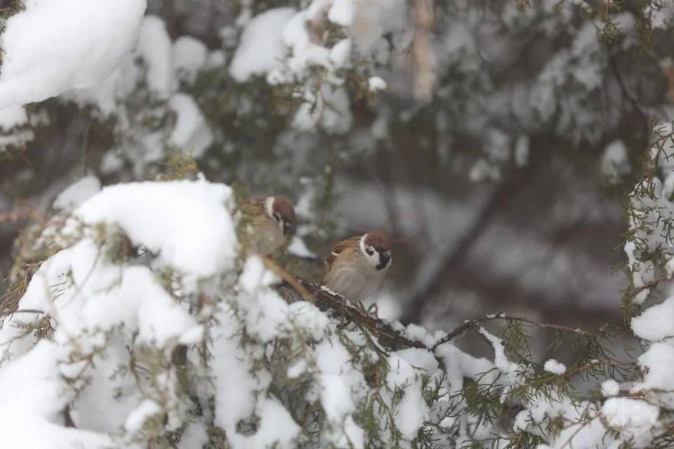 ������ ���� �������� ��������� �� ���� 22 �������