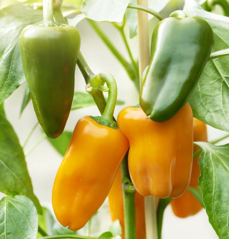 ��� �������� ��������� ����������� �����: 10 �������� ��������� �����������