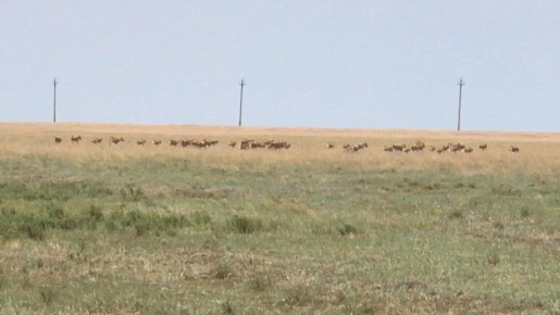 В Волгоградской области с начала года обнаружили почти 3 тысячи сайгаков