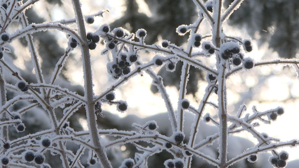 ������������� ���� ��� ������ ������ �������� ��������� � ������������� �������