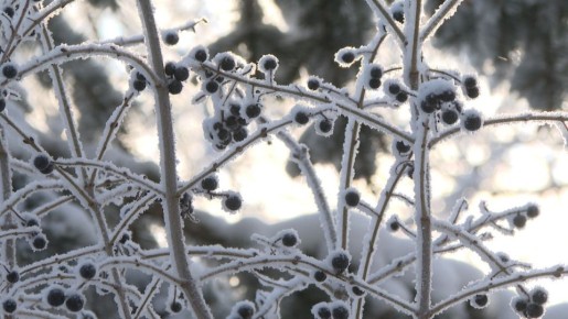 Гидрометцентр ввел два желтых уровня погодной опасности в Волгоградской области