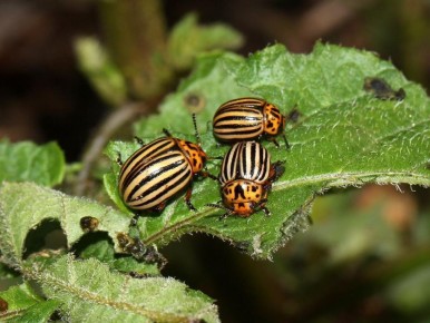 ��� �������� ������������ ���� ��� ���������: ������� ������������� ������ � ������ ����������� �������