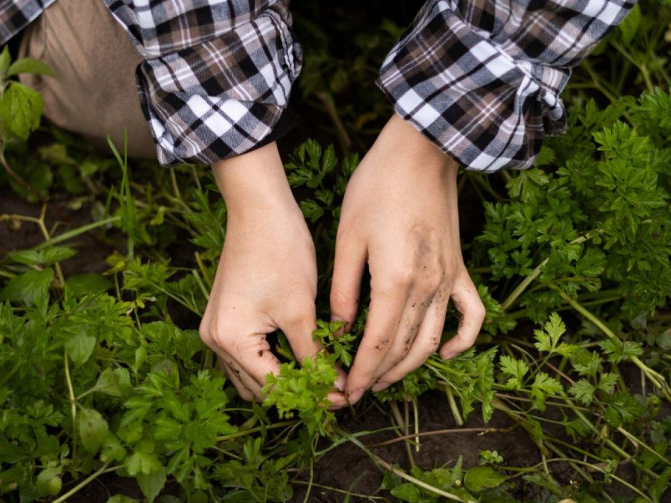 ������������ ������ ������ � ���������: ��� ������ �������� ����� ���������