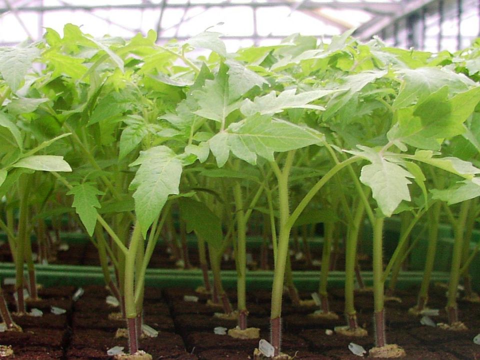 ����������� ��������� �������: ������� ����������� ������