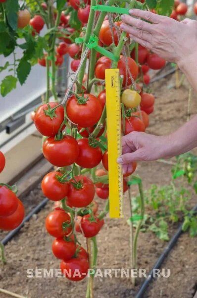 ����� �����: ������� ��������� ����������� � ������� �� ����� �����