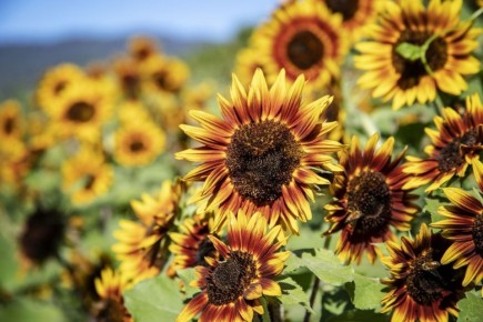 Декоративный подсолнух: как сделать цветник ярче с помощью этой солнечной красавицы