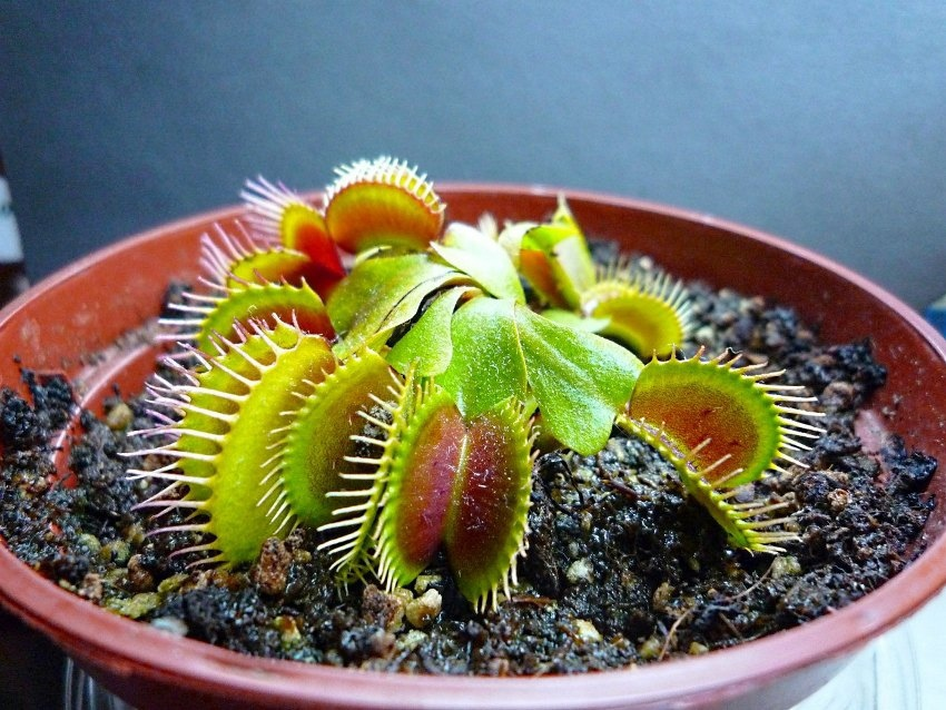 Как правильно заботиться о мухоловках, чтобы они были счастливы