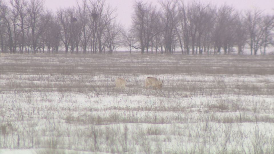 ������� ������ � ������ �������� ������������� �������