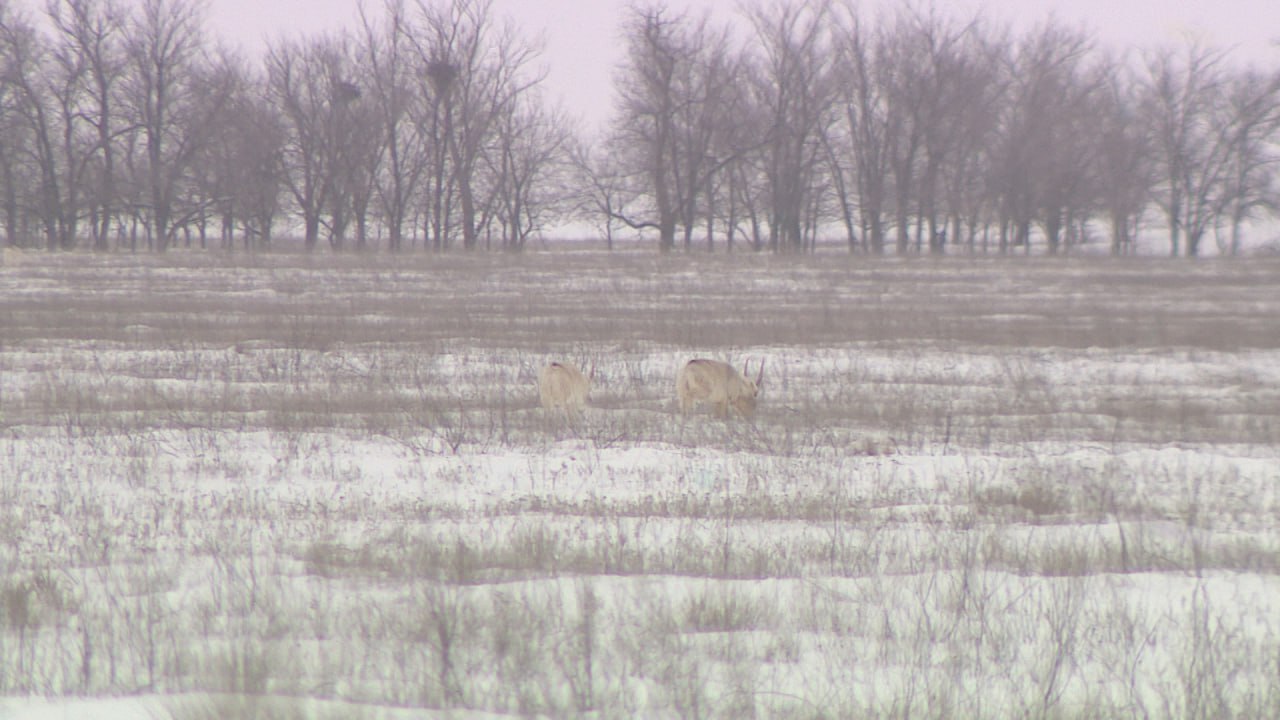 Сайгаки держат в страхе фермеров Волгоградской области