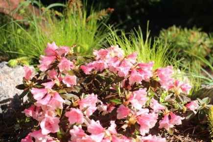 ��� ���������� �� ����� � ������: �������� �������