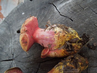 Правила сбора растений и грибов из Красных книг изменятся в Волгоградской области с 1 сентября