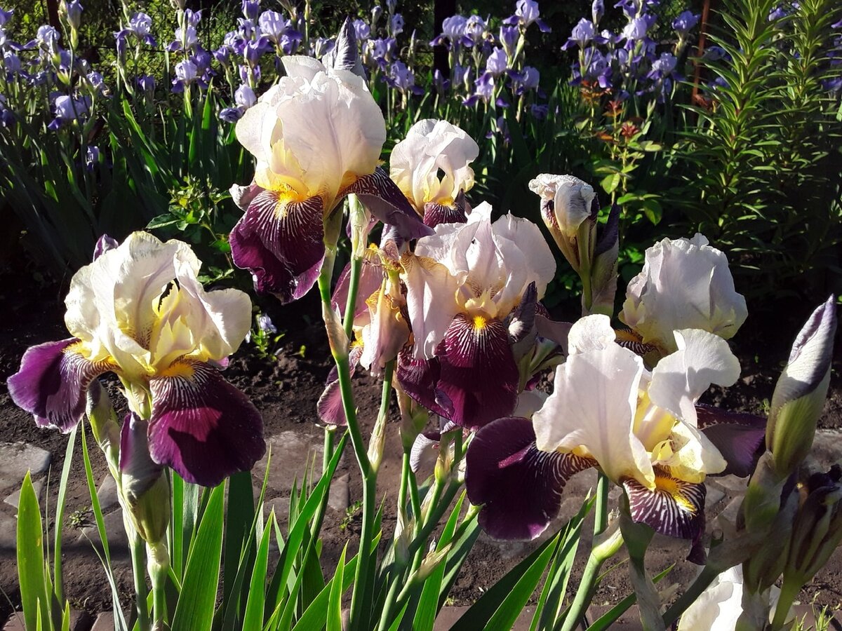 Ирисы после цветения: предвзятое мнение или истинная проблема?