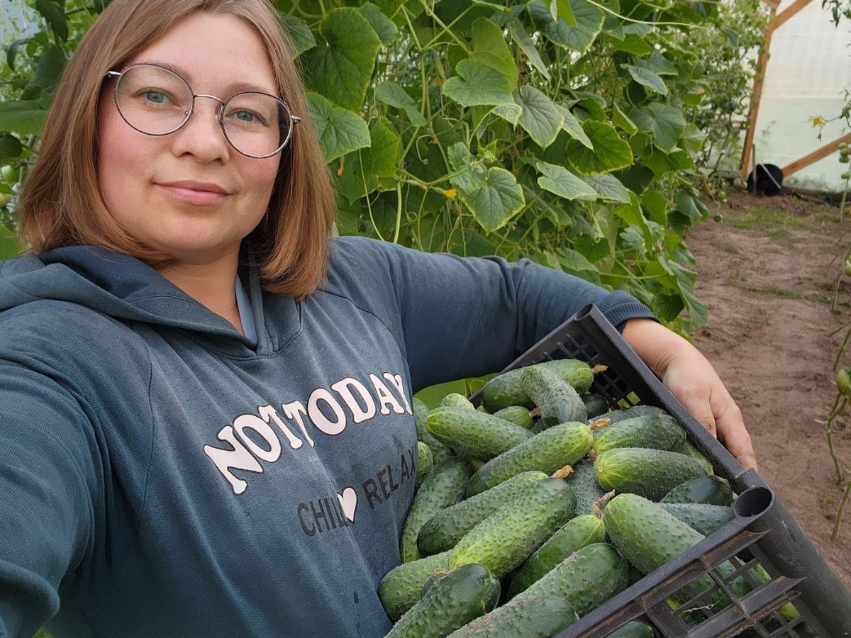 Как продлить урожай огурцов в августе: секреты подкормки и ухода
