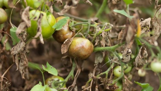 ��� ��������� ������ �������: ������� ������ �� ���������������� ���������