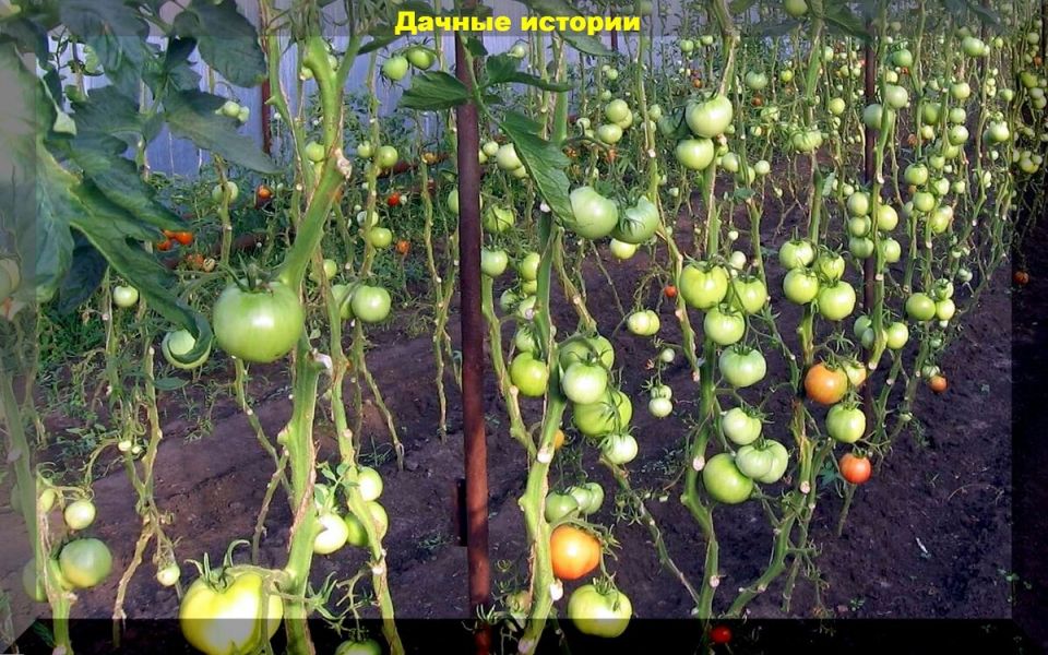 ������ � ����� �������: ������� ����� � ��������� �����������