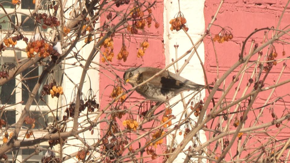 ��������� ��������������� ������ �� ����� ���� � ������ ����� � ������������� �������