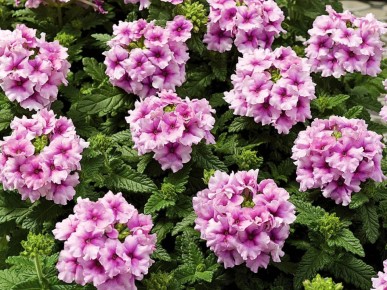 ������� �������� ������: ��� �������� � ������