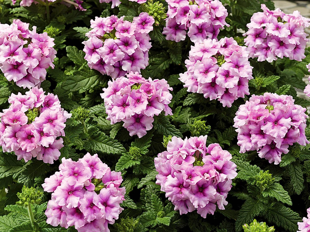 Секреты удачного посева: что высадить в январе