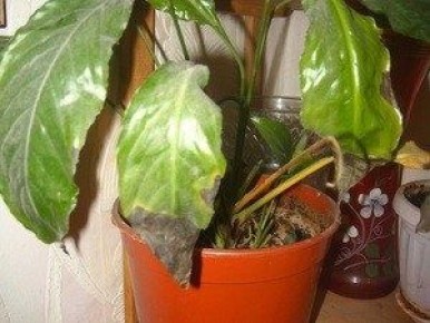 ��� ��������� ��������� �� ������������� � ������������� ��� �������