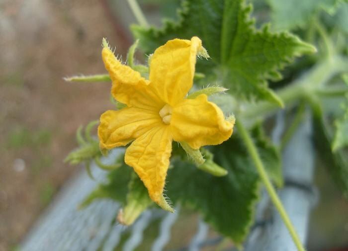 ��� ����� �������� ��������� ���� ������������ �������